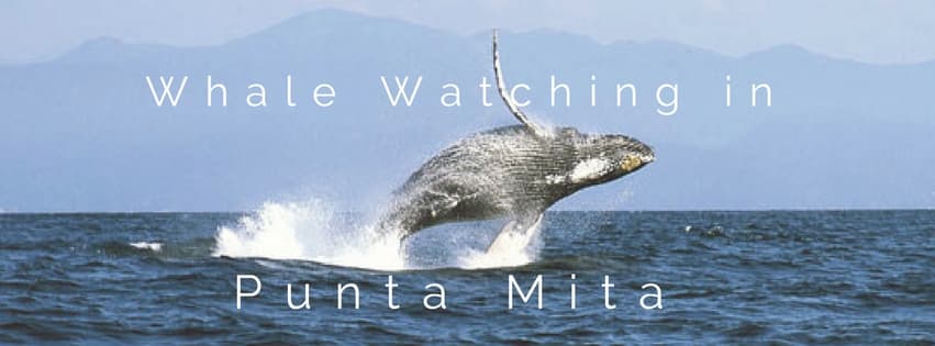 Whale Watching in Punta Mita