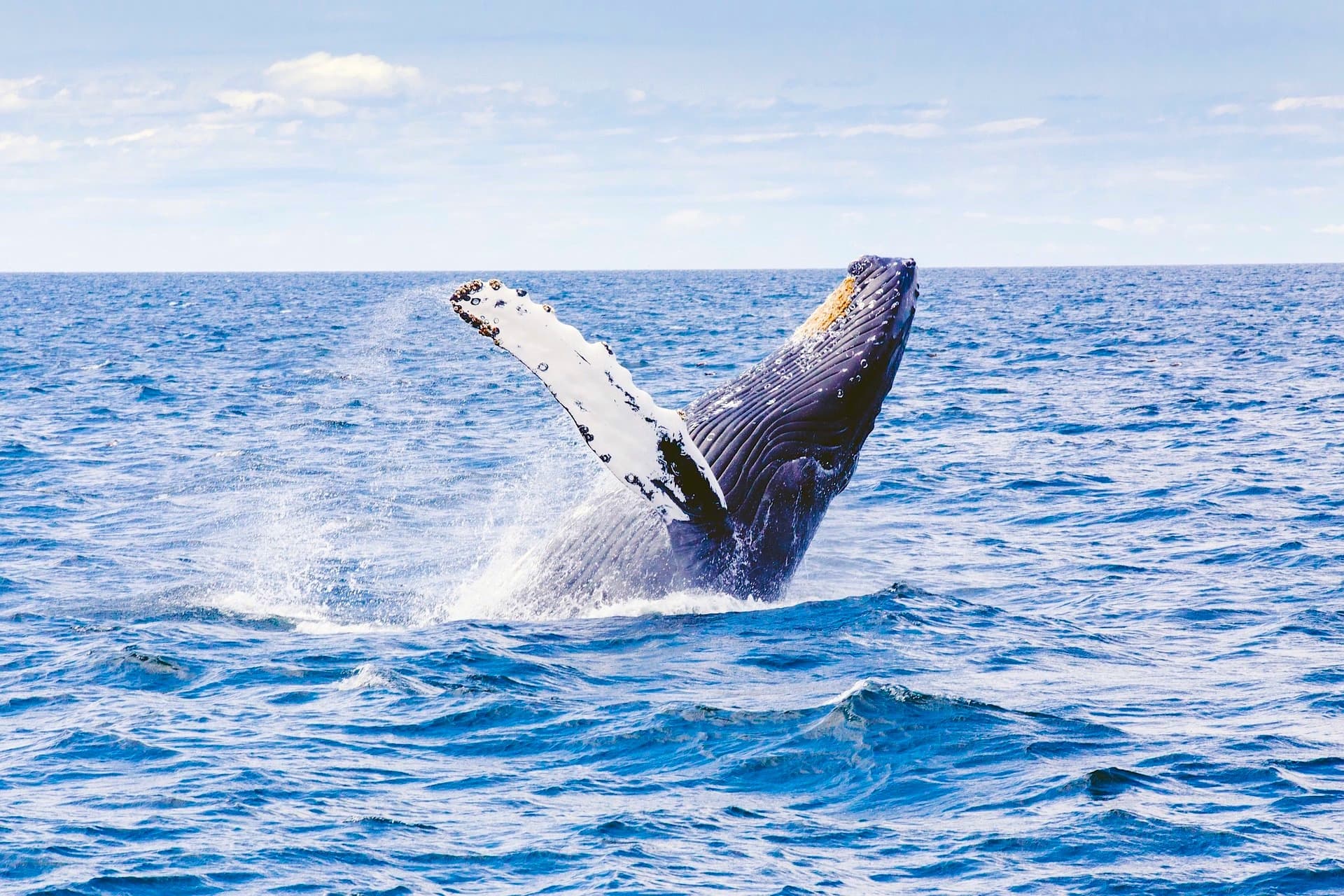 A Whale of a Time in Punta de Mita