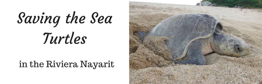 Saving the Sea Turtles