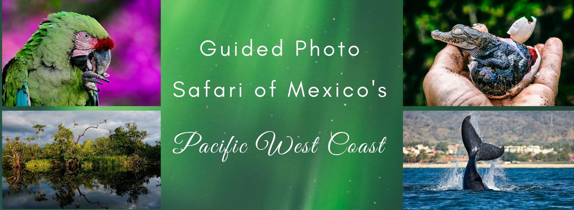Guided Photo Safari – Pacific West Coast, Mexico